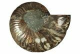 Cut & Polished Ammonite Fossil (Half) - Madagascar #344425-1